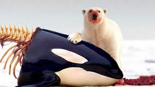 When an Orca Meets a Hungry Polar Bear [upl. by Vania]