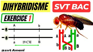 SVT Bac Génétique des diploïdes Dihybridisme Exercice 1  Corrigé [upl. by Nasho712]