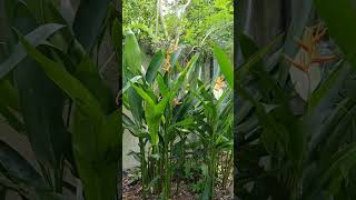 Parrots beak  parakeet Heliconia  parrots flower  lobster claws [upl. by Shanan]