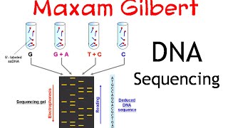 Maxam gilbert DNA sequencing method [upl. by Annaesor]