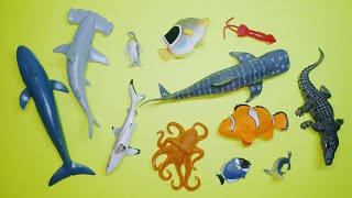 Collect 7 Sea Animals Clown Fish Hammerhead Shark Orca Whale Hermit Crab Goblin Shark Sailfish [upl. by Limbert]