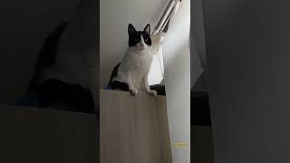 Momentos gatunos gatostraviesos mascotasyoutube catlover videosdegatos [upl. by Reni]