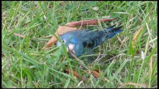 サザナミインコ ゴン太 公園3 呼び鳴き [upl. by Sherry435]