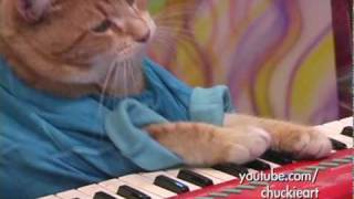 Keyboard Cats NEW hit Song  quotA Okquot [upl. by Aline357]