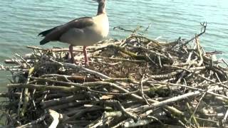 Egyptian goose takes over nest until shooed off  Rutland Osprey Project [upl. by Ayhay]