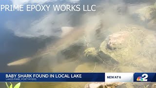 Baby bull shark caught on camera swimming at Lakes Park in Fort Myers [upl. by Madonna]