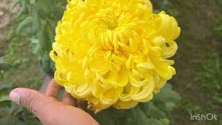 quotDarjeeling Flower Festival 2024 Prep Showcasing Giant Chrysanthemum Blooms  गोदावरीquot [upl. by Atilam]