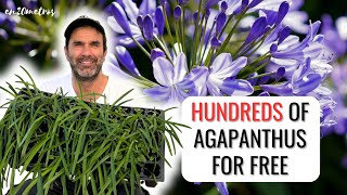 GET HUNDREDS OF AGAPANTHUS FROM A DRIED FLOWER seeding and planting agapanthus for free [upl. by Dud]