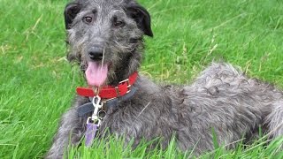 Flora  Deerhound  4 Week Residential Dog Training at Adolescent Dogs [upl. by Baynebridge]