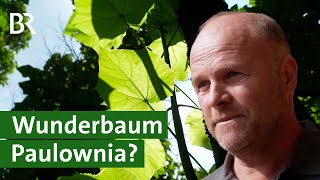 Schnellwachsend und hitzeresistent Ist die Paulownia der Wunderbaum für Bayern  Unser Land  BR [upl. by Oniskey]