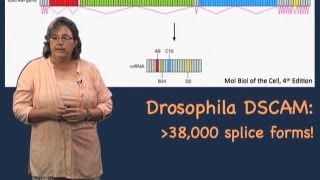 Alternative splicing  Melissa Moore U MassHHMI [upl. by Whitver158]