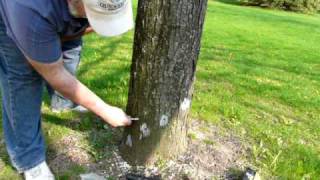 ACECAP systemic tree implants works for Emerald Ash Borer also [upl. by Analise781]