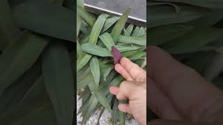 紫背萬年青（學名：Tradescantia spathacea）金露花VID20240830113321 [upl. by Gilroy33]