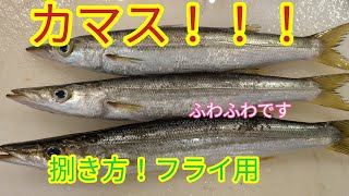 魚の捌き方カマスフライ用！ふわふわで激うまです！ [upl. by Elwood]