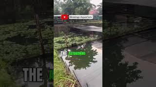 Arowana Breeding Farm In Indonesia  Arowana Fish Farm Visit  Fish Farm Tour  Arowana Breeders [upl. by Akirdnas]