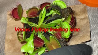 Venus Flytrap feeding time [upl. by Ertemed]