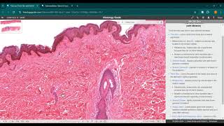 Glándulas exocrinas  sudorípara y submandibular  Histology guide  JINV [upl. by Uok]