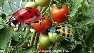 Si ves este insecto en tu finca no lo mates Discovery Mundo agricultura [upl. by Iramohs]