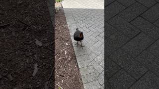 Taronga Zoo  Australian Bushturkey ￼ [upl. by Ttegdirb406]