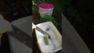 Cleaning Hives tools between the hive How many of you doing same way or different shorts vlog [upl. by Llennol642]