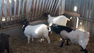 Yearling boer goats [upl. by Yelnahs]