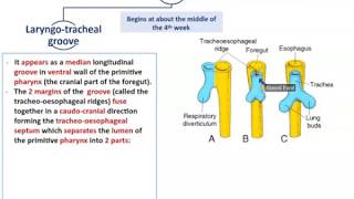 Development of the Respiratory System  Dr Ahmed Farid [upl. by Margalit]