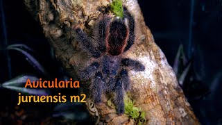 Avicularia juruensis m2 [upl. by Airotal925]