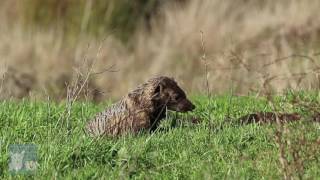 American Badger Hunting Gophers [upl. by Donny778]