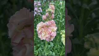 Beautiful Stock Flower  Matthiola Incana [upl. by Benn]