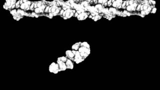 Movement of Actinassociated MyosinII CrossBridge during Muscle Contraction [upl. by Eisenhart]