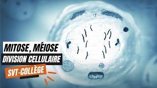 La mitose la méiose et les divisions cellulaires  SVT Collège [upl. by Pavlish]