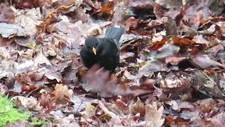 Common Blackbird Turdus merula Merel AWD NH the Netherlands 14 Jan 2024 14 [upl. by Ellehc]