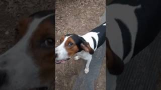 Treeing Walker Coonhound Jax Howling for a Ride to the Store [upl. by Attiuqaj]