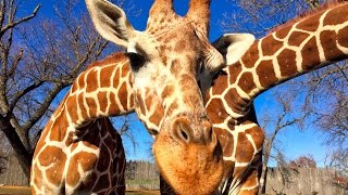 Up Close amp Personal Video Great Plains Zoo in Sioux Falls [upl. by Tewfik]