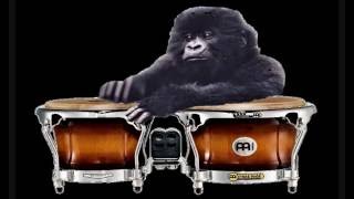 Bongo Demo for Beginners Smooth Jazz [upl. by Ehtiaf337]