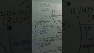 C3 CYCLECALVIN CYCLEPHOTOSYNTHESIS IN HIGHER PLANTSCLASS11THNCERTbiologyncertclass11thbiology [upl. by Motch]