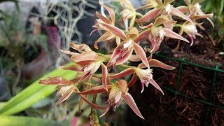 Macradenia multiflora  The Multiflowered Macradenia  fragrant species orchid of Brazil [upl. by Enelcaj]