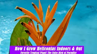 How I Grow Heliconias Indoors and Outside  False Bird of Paradise [upl. by Amadus]