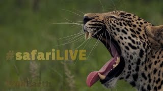 safariLIVE  Sunrise Safari August 14 2017 [upl. by Ellednahc]