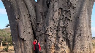 The magnificent Baobab tree of Africa 17 Jun 24 Malawi Kisan Pathshala Farmer School 5085 [upl. by Ahsitul]