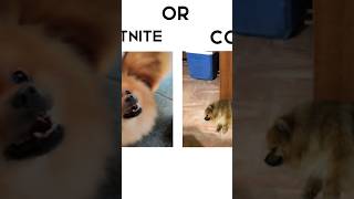 fotnite or cod dog pomerinian [upl. by Ainafetse230]