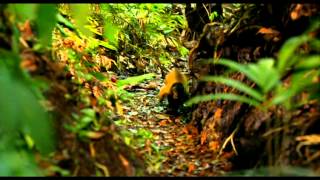 Amazonia 2013  Trailer [upl. by Gottwald]