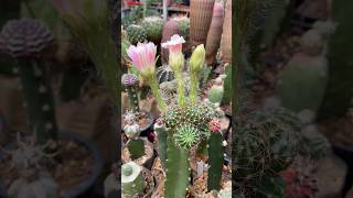 Lobivia Cactus flowerings [upl. by Gerik]