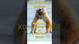 Kodiak vs Polar Bear Who’s the King of Bears 🐻‍❄️💥 polarbear bear faceoff shorts viralshort [upl. by High346]