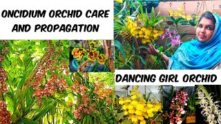 ONCIDIUM ORCHID CARE  ORCHID CARE IN MALAYALAM  HOW TO CARE AND PROPAGATE ONCIDIUM DANCING GIRL [upl. by Asiel]