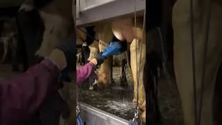 Modern automated method of cleaning the udder of cows farmlife modernfarming howitworks [upl. by Aztin]