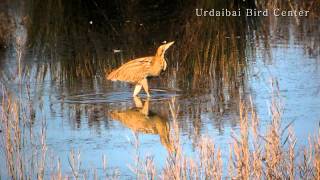 Urdaibai Bird Center  Avetoro común  txori zezena Botaurus stellaris [upl. by Sairtemed735]