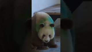 Colorful giant pandaPanda Qizai panda pandalove cute pandalife animals [upl. by Taryne]