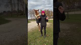 Kennst du das🤭 horse pferde equestrian horsefan shorts short dog horseriding pferd hund [upl. by Lateh]