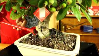 Cuidados y consejos bonsái Malus  Mistral Bonsai [upl. by Neehcas]